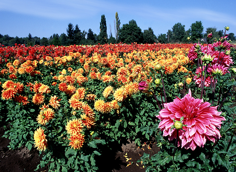 Swan Island Dahlia Farm Gold Blossoms in Canby, Oregon