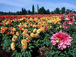 Gold - Swan Island Dahlia Farm in Canby, Oregon