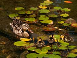 Duckling hatch at the Chinese Garden