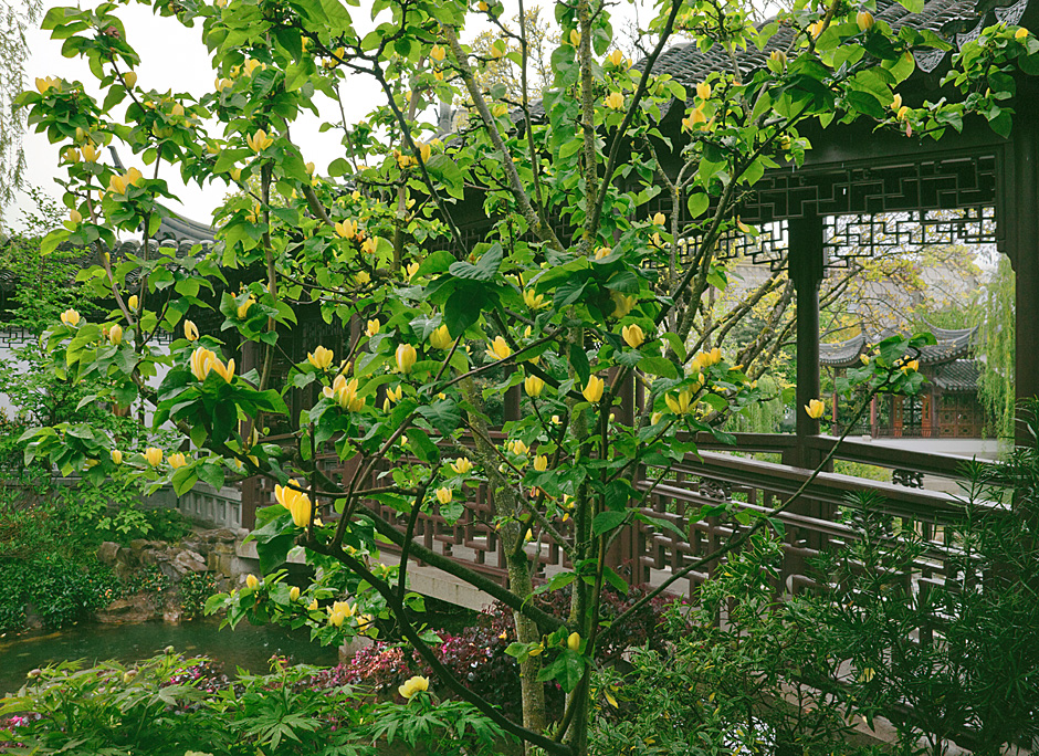 Yellow blossoms - Lan Su Chinese Garden Tulip Tree Portland Oregon