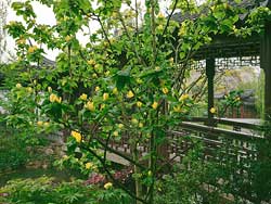 Lan Su Garden Tulip Tree