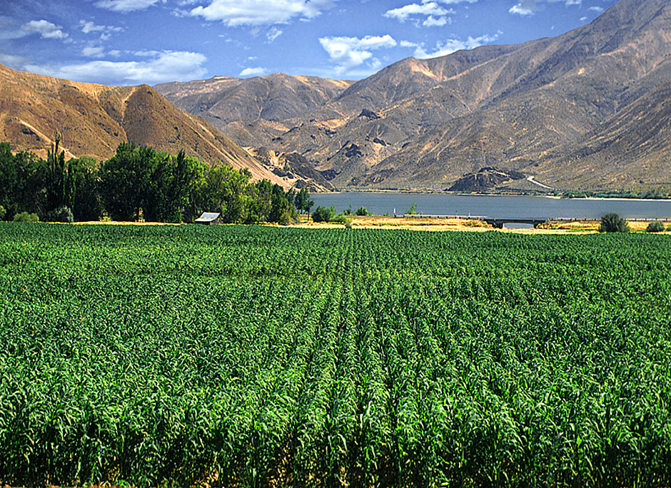 This scenic photograph no longer exists - There is now a motel not a corn field