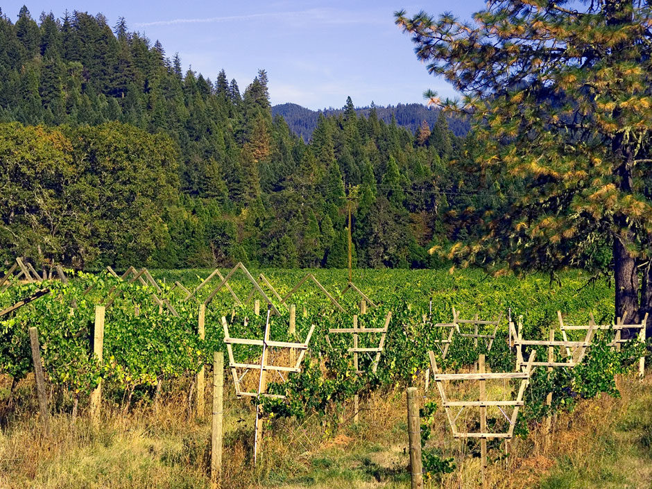 Bear Creek Winery - Illinois Appellation (on Oregon Caves Hwy) Rogue River Vineyard