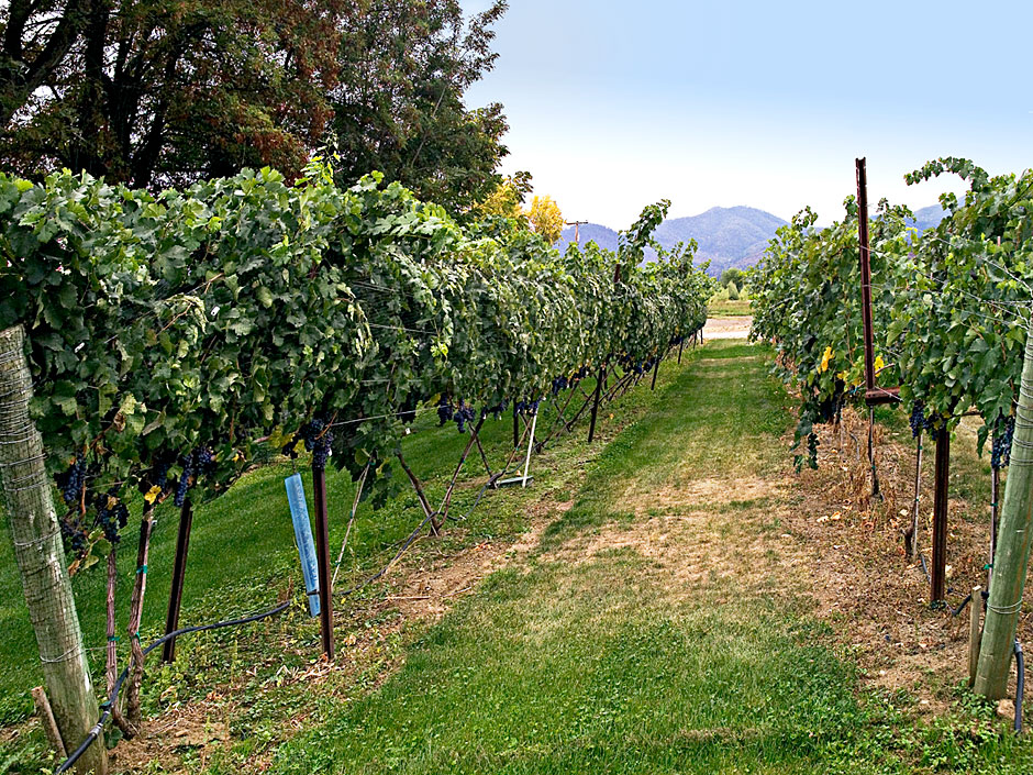Eden Valley Winery - Bear Creek Appellation