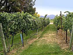 Eden Valley Winery