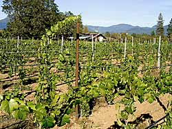 Young planting of grapes at Bridgeview Vineyards