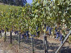 Nebbiolo Wine Grapes at Weisinger's Winery