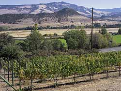 Paschal Wine Grapes-Rogue River Vineyard pictures