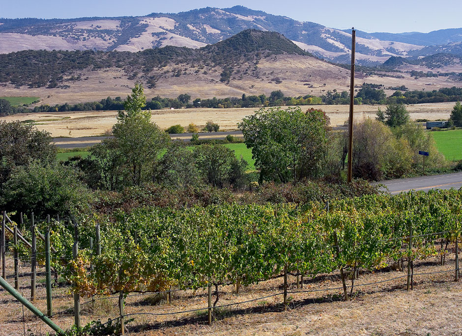 Paschal Wine Grapes - Rogue River Vineyard pictures - Siskiyou Mountains