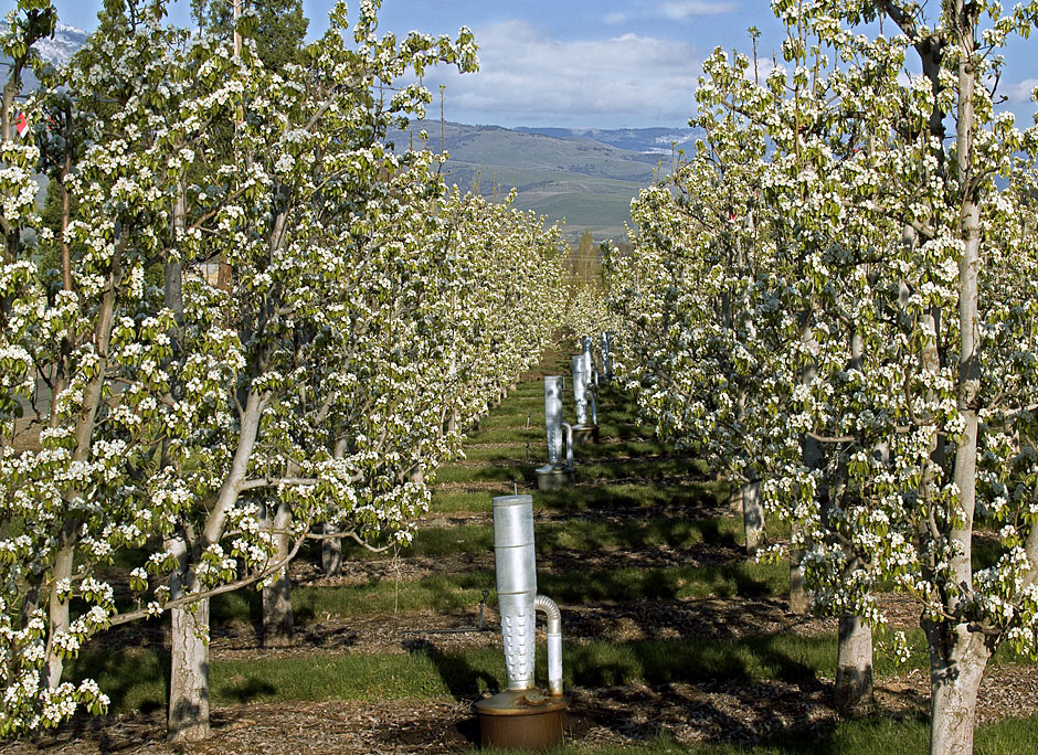 Pear Orchard Needs Smudge Pots in Talent, Oregon