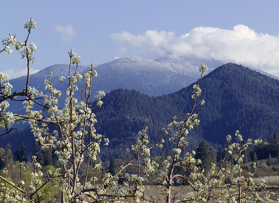 Pears in Talent, Oregon beneath the Siskiyou Mountains