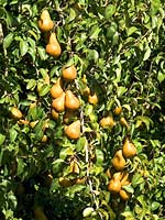 Rogue Valley Pears 1st sold by "Harry and David"