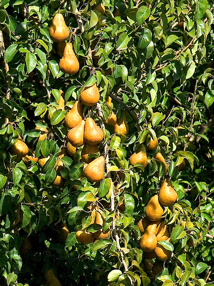 Rogue Valley Pears 1st sold by "Harry and David"