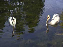 Swans in the pond beneath the BRIDGE with a wonderful VIEW!