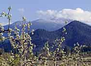 Pears in Talent, Oregon