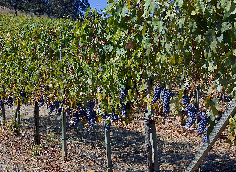 Nebbiolo Wine Grapes at Weisinger's Winery - Bear Creek Appellation