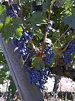 Cabernet Sauvignon Wine Grape - Valley View Winery