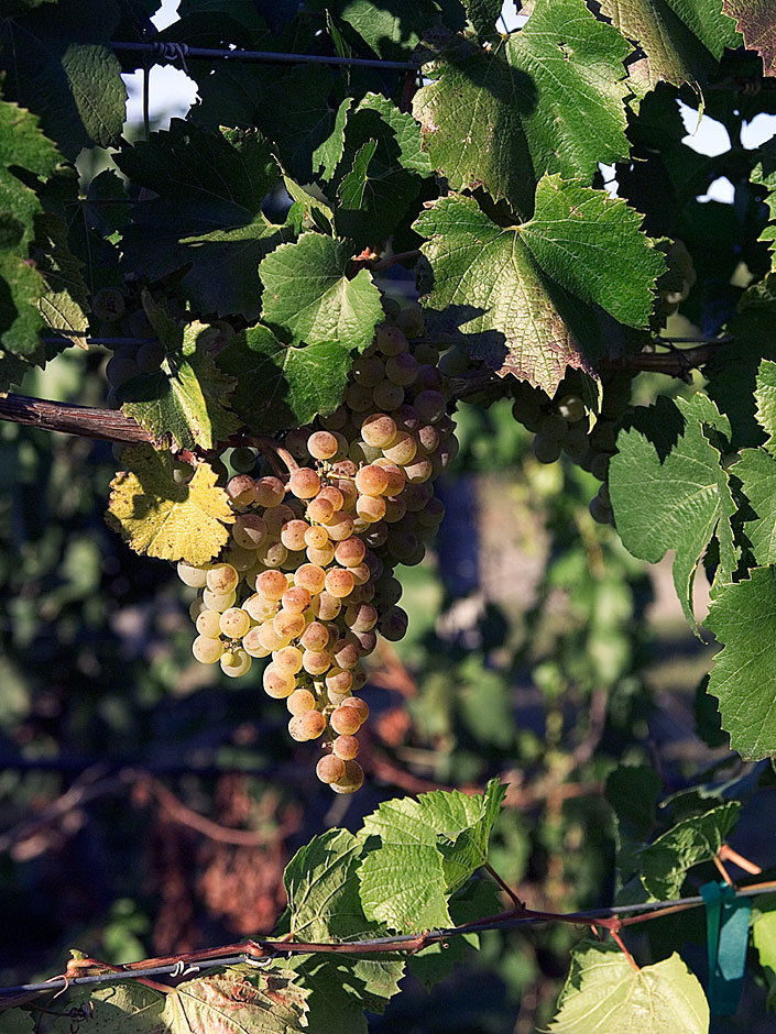 Chardonnay wine grapes - Bridgeview Vineyards - Illinois Appellation
