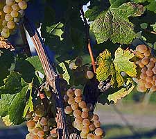 Chardonnay grapes - Bridgeview Vineyards