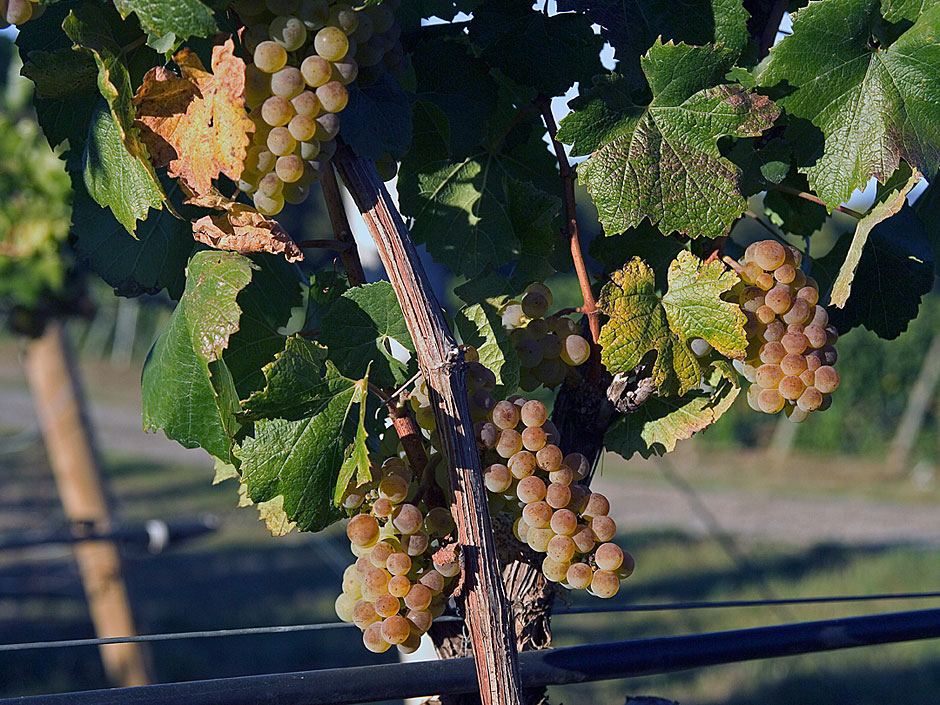 Chardonnay grapes - Bridgeview Vineyards - Illinois Valley Appellation