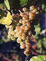 Chardonnay wine grapes - Bridgeview Vineyards