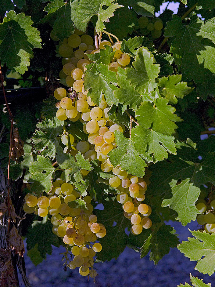 Early Muscat Grape - Bridgeview Vineyards - Illinois Appellation
