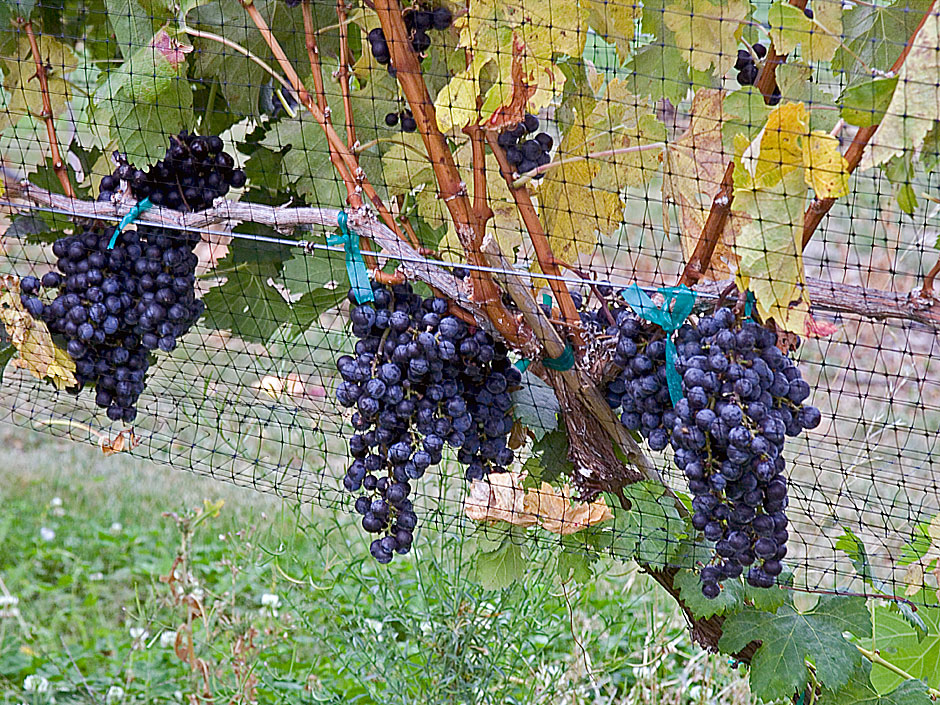 Eden Valley Vineyard's Merlot, Bear Creek Appellation; Net bird protection