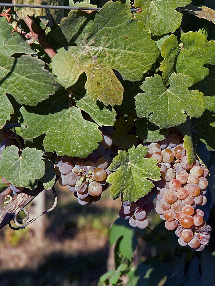 Gewurztraminer - Bridgeview Vineyards - Illinois Appellation