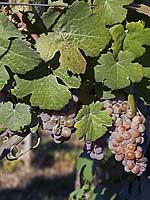 Gewurztraminer - Bridgeview Vineyards