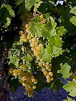 Early Muscat Grape - Bridgeview Vineyards
