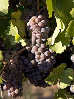 Pinot Gris Cluster - Bridgeview Vineyards
