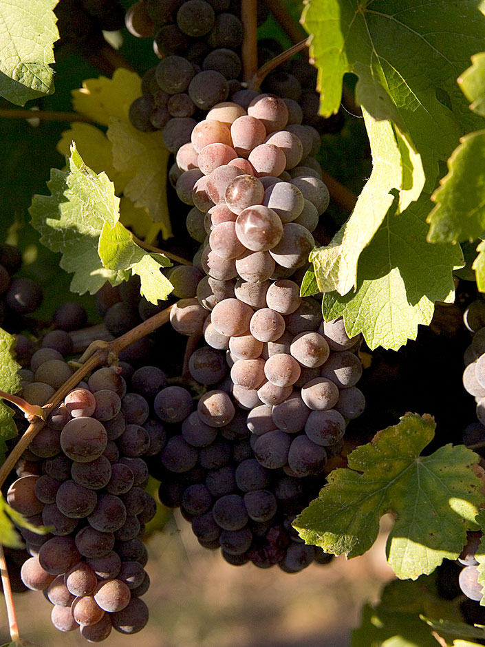 Pinot Gris Cluster - Bridgeview Vineyards - Illinois Appellation
