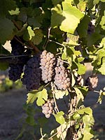 Pinot Gris Grape - Bridgeview Vineyards