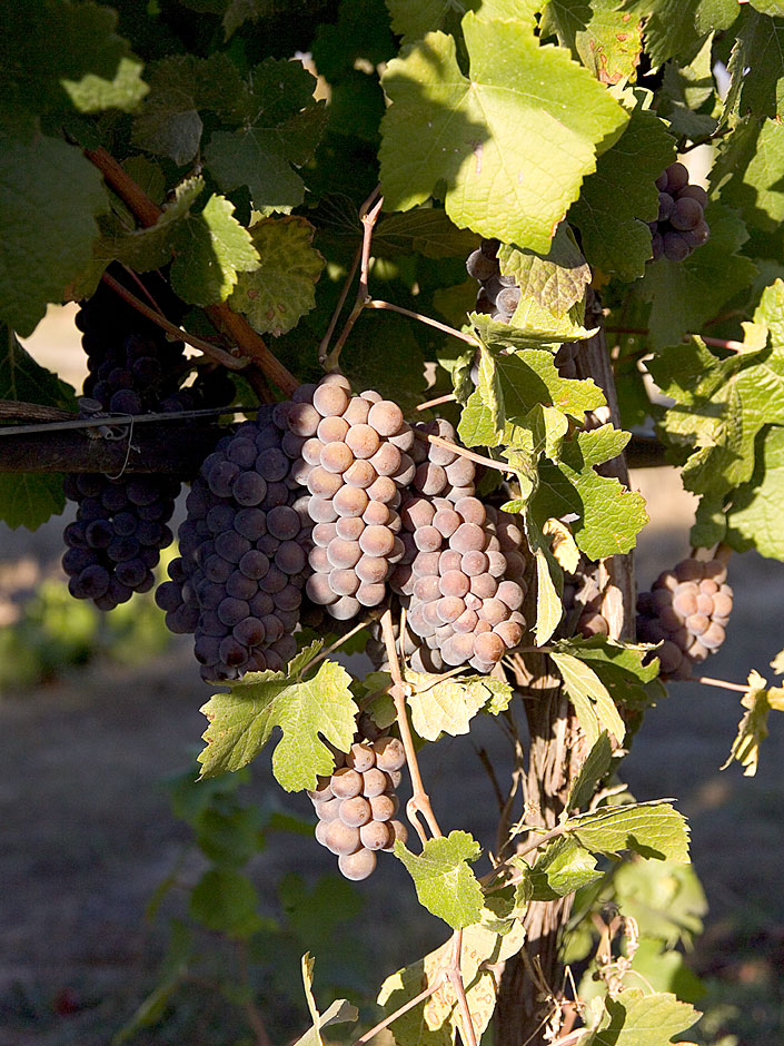 Pinot Gris Grape - Bridgeview Vineyards - Illinois Appellation
