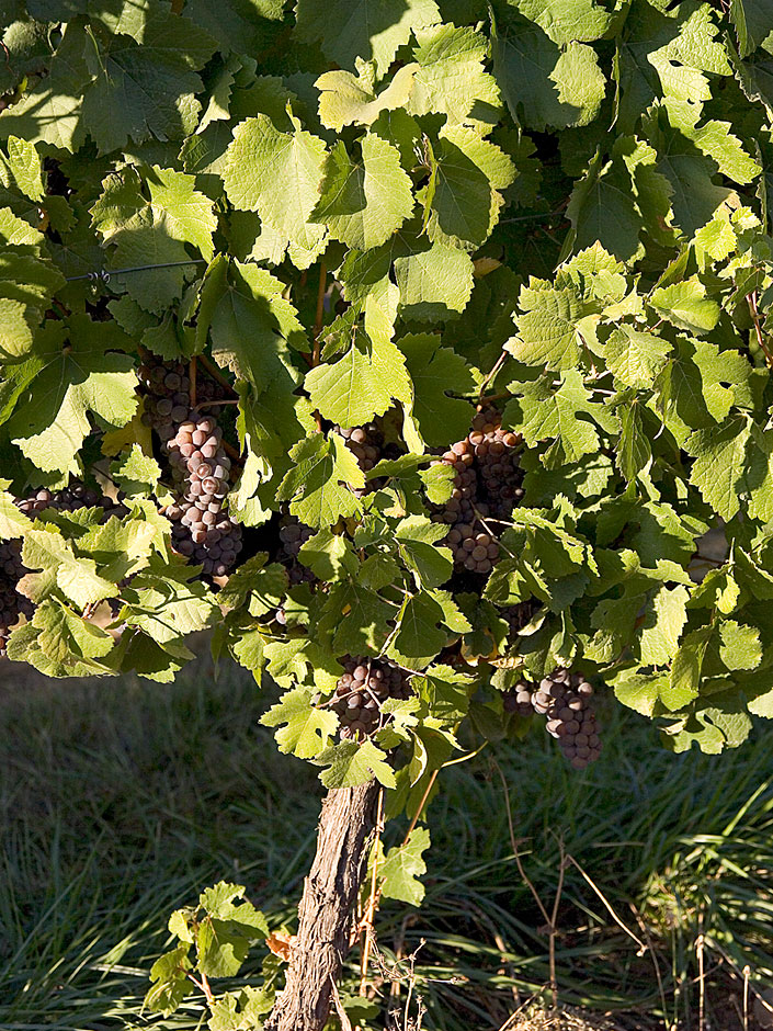 Pinot Gris Vine - Bridgeview Vineyards - Illinois Appellation