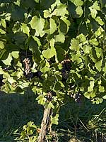 Pinot Gris Vine - Bridgeview Vineyards