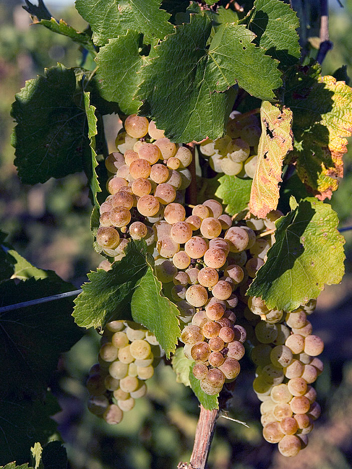 Rogue Valley Grape pictures - Riesling - Bridgeview Vineyards