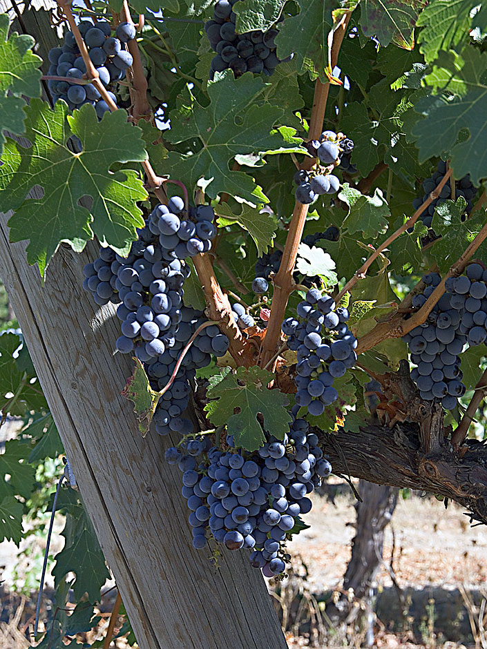 Cabernet Sauvignon Wine Grape - Valley View Winery - Applegate Appellation