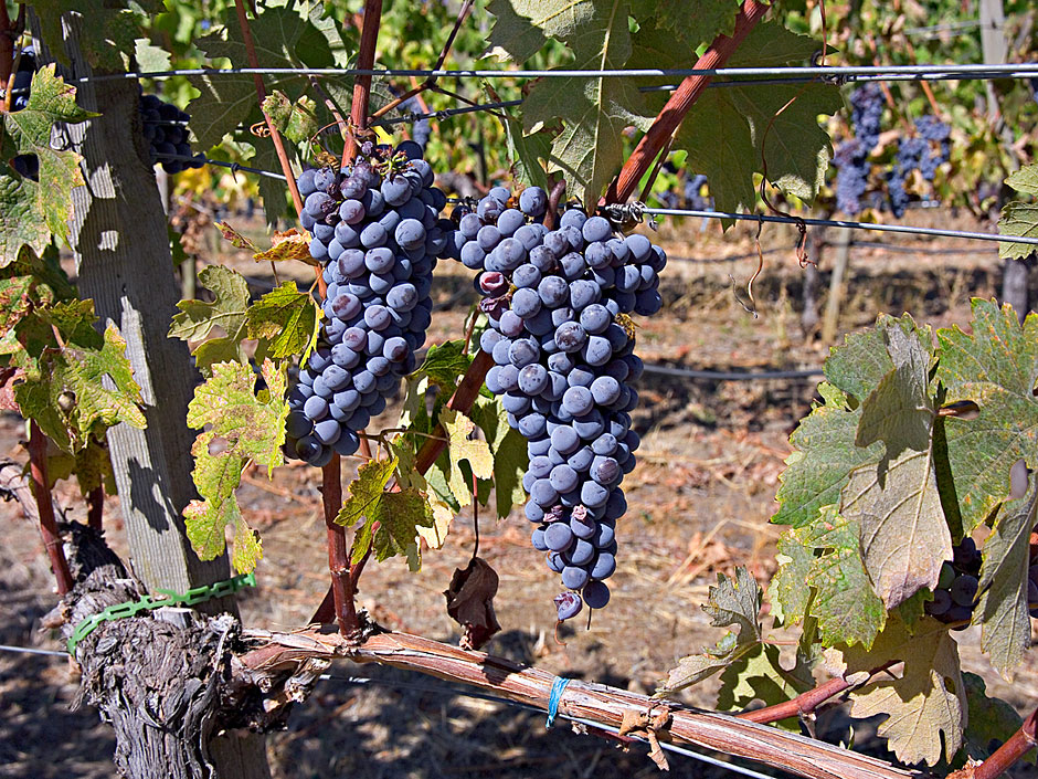 Nebbiolo wine grapes - Weisinger Vineyard - Ashland - Bear Creek Appellation