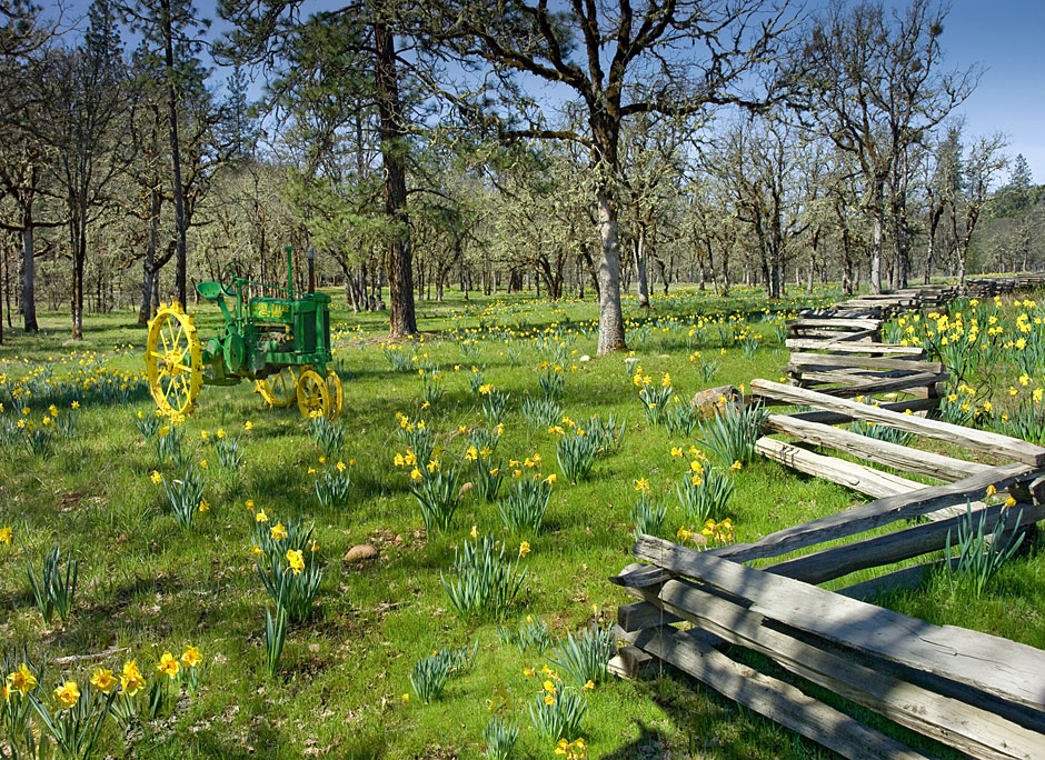 Daffodil Hill near Shady Cove; Rogue River Valley Oregon