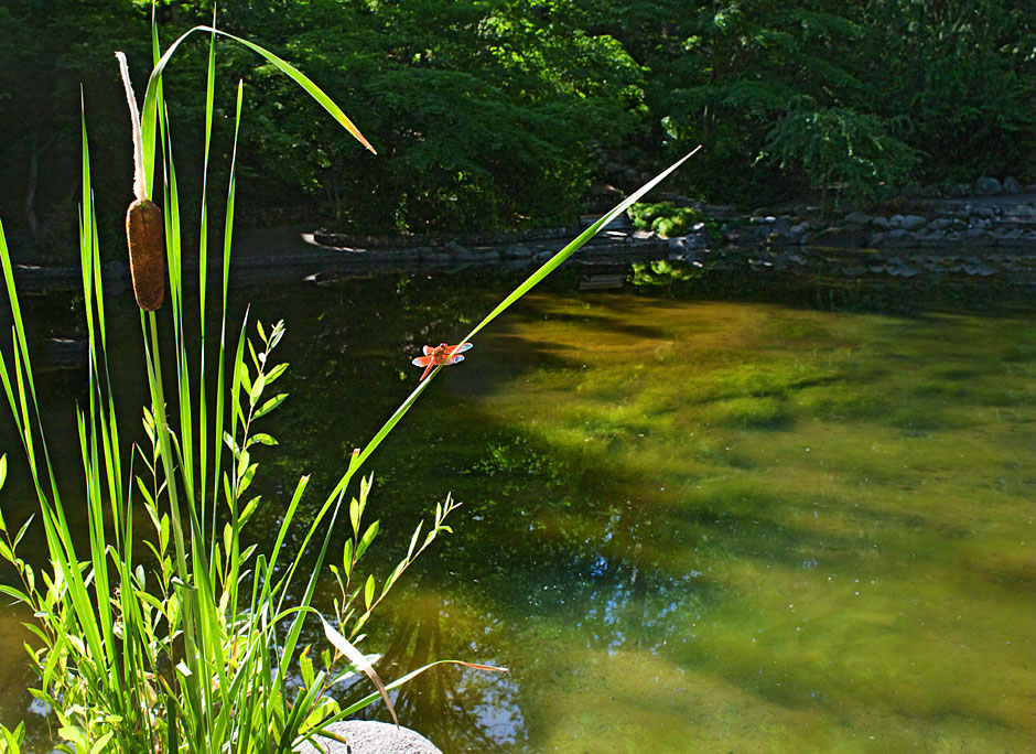 Lithia Park Cattail and orange Dragonfly, Ashland Photograph