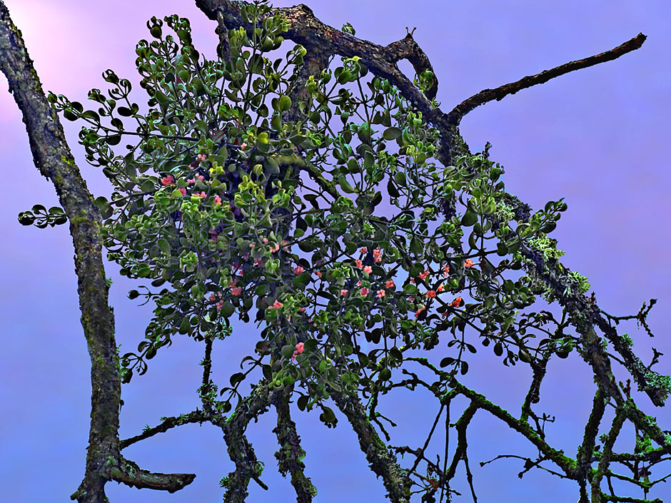 mistletoe on Oak trees surrounding Antelope Covered Bridge