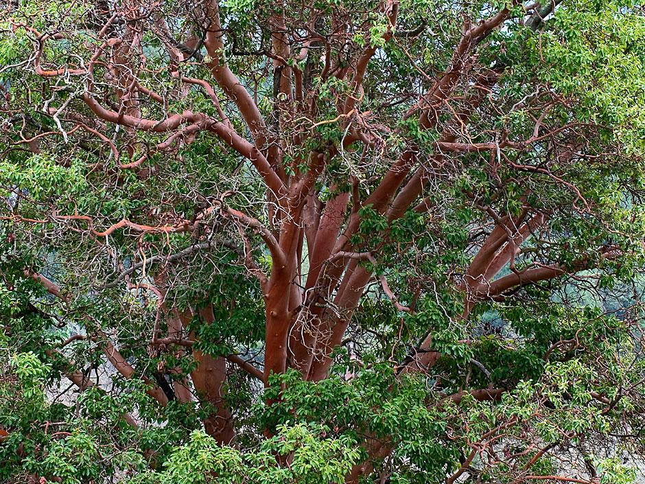 Pacific Madrone - Unique Species of Madrona Trees found in Southern Oregon
