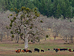 Cows graze under mistletoe in Siskiyou Valley