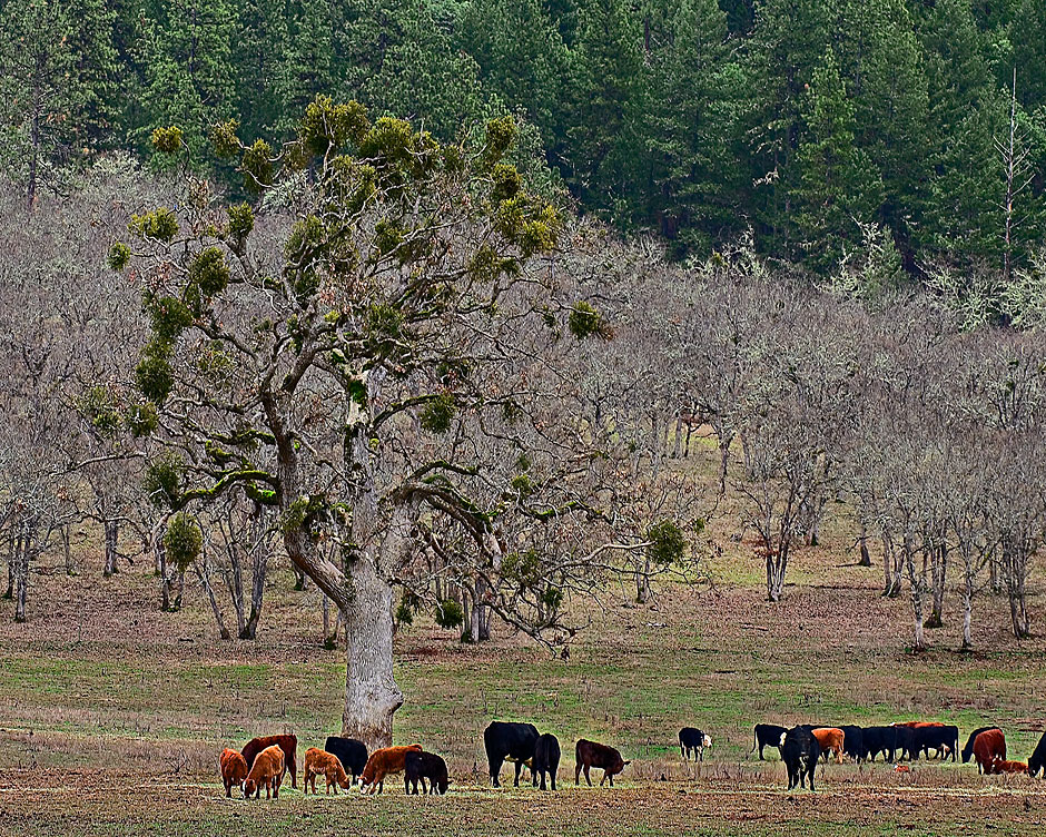 Rogue River Valley-Cows graze under mistletoe in Siskiyou Valley