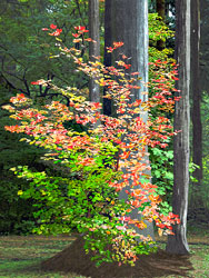 A Vine Maple in the Van Duzer Corridor in Oregon