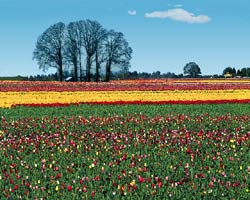 Flower photographs from Wooden Shoe Tulip Farm