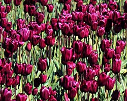purple tulips, flowers, bulbs, tulip field