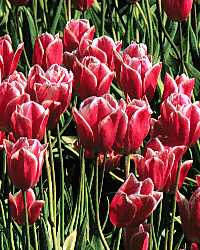red tulips, tulip field, bulbs,  blooms, flowers