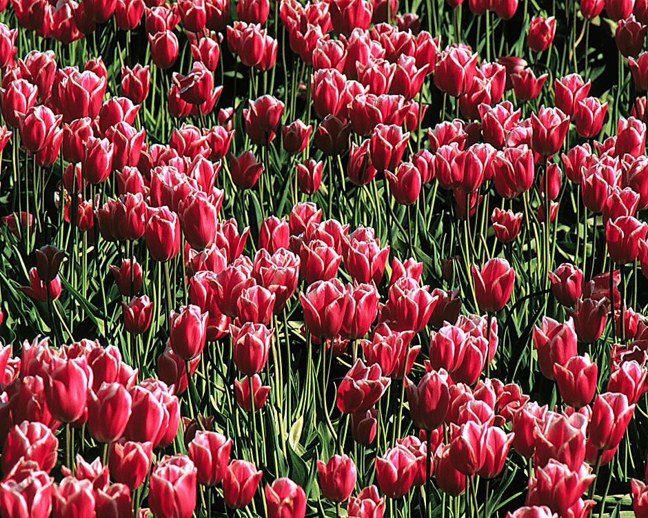 Buy this red tulips, flowers, tulip field picture